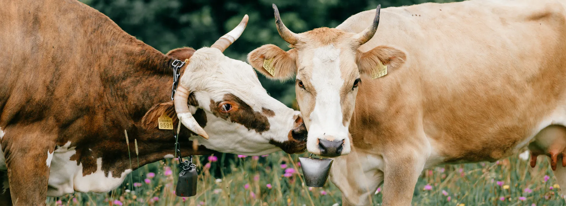Runderen van Graashoeve Amelte in de natuur bij Assen